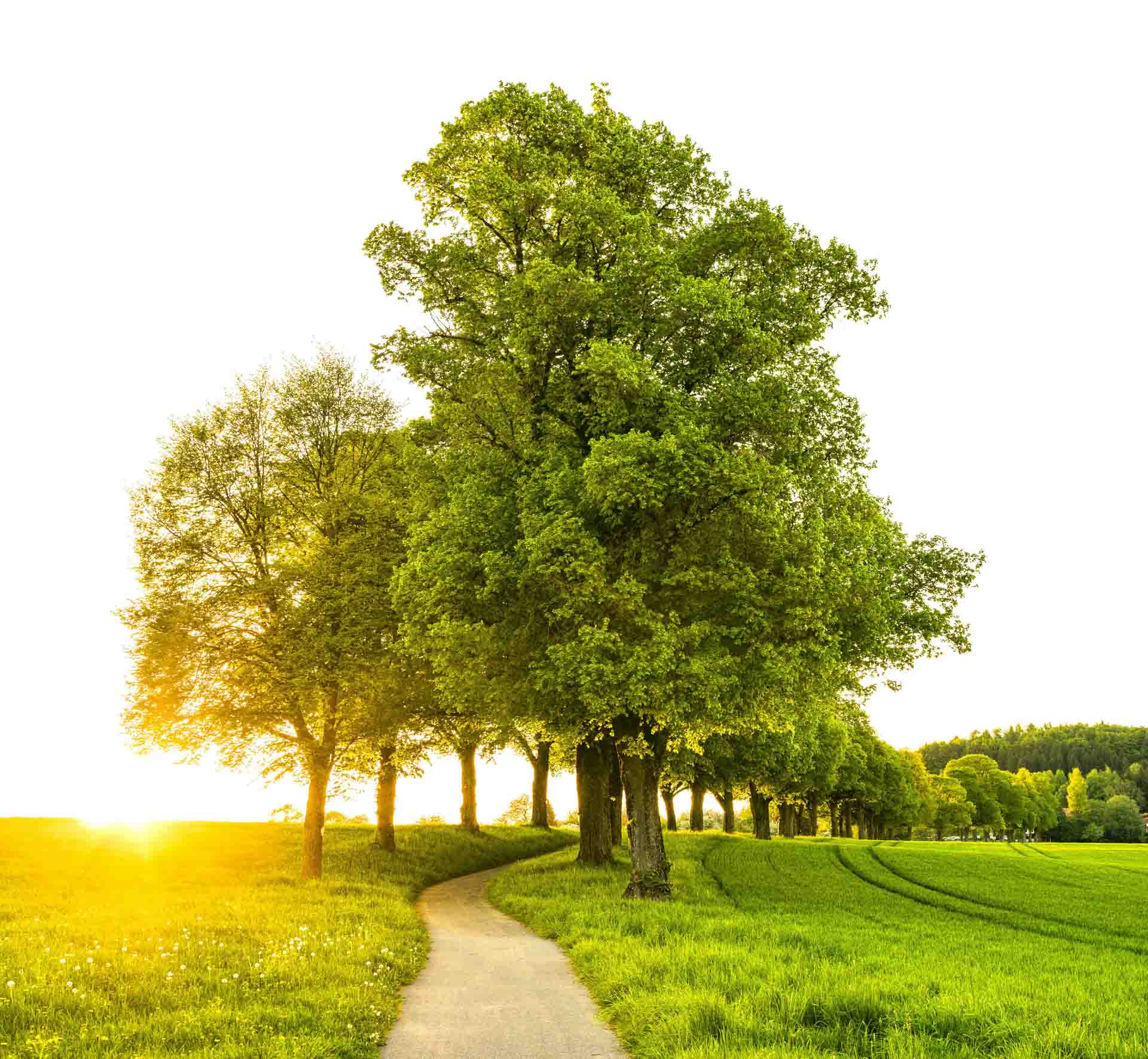 Mindfulness therapy support with Empowering Optimism Therapy